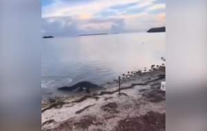 فیلم/ ماهیگیری که خود طعمه تمساح شد؟  <img src="https://cdn.jahannews.com/images/video_icon.png" width="16" height="16" border="0" align="top">