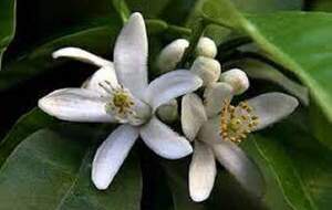 خواص دارویی دمنوش بهارنارنج