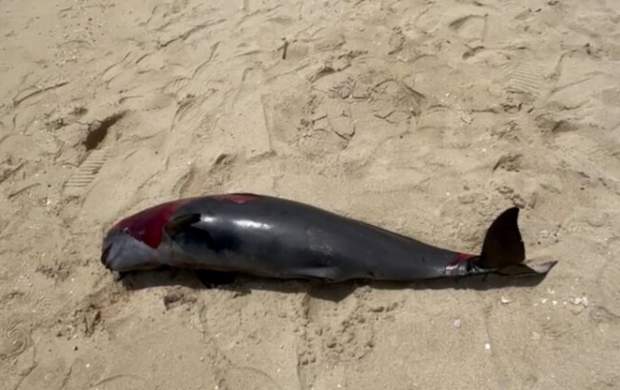 فیلم مرگ یک بچه دلفین در دریای کیش