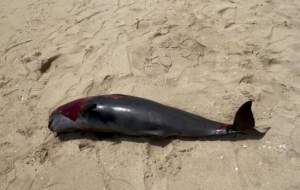 فیلم مرگ یک بچه دلفین در دریای کیش  <img src="https://cdn.jahannews.com/images/video_icon.gif" width="16" height="13" border="0" align="top">
