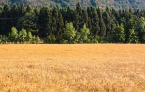 ایران در تولید گندم به پایداری رسید