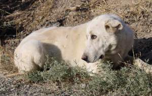 سگ ولگرد دختر بچه نکایی را مجروح کرد