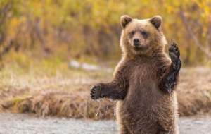 مشاهده خرس قهوه‌ای در گیلان  <img src="https://cdn.jahannews.com/images/video_icon.png" width="16" height="16" border="0" align="top">