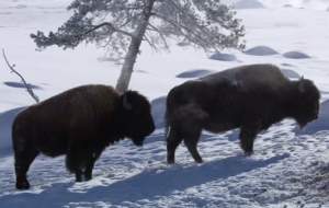 شکار یک گاو کوهان‌دار توسط گرگ‌ها  <img src="https://cdn.jahannews.com/images/video_icon.png" width="16" height="16" border="0" align="top">