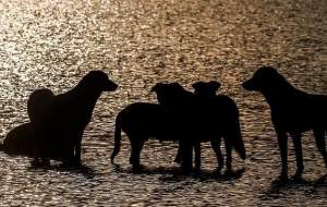 توصیه‌هایی برای کسانی که دچار سگ‌گزیدگی می‌شوند