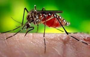 ثبت وجود پشه آئدس در ۶ استان