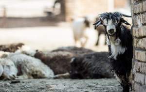 کمبودی در عرضه دام عید قربان نداریم