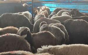 عرضه دام زنده با قیمت هر کیلو ۳۳۰ هزار تومان