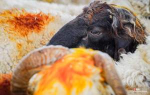 بازار دام در عید سعید قربان  <img src="https://cdn.jahannews.com/images/picture_icon.png" width="16" height="16" border="0" align="top">