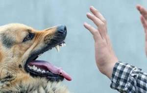 سگ ولگرد کودک اهل خوسف را گاز گرفت