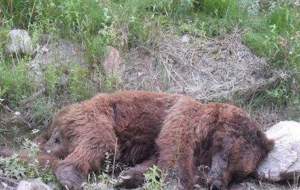 جریمه شکارچی خرس قهوه‌ای در کلیبر
