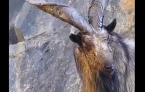 دیده شدن یک حیوان پس از ۲ قرن در ایران  <img src="https://cdn.jahannews.com/images/video_icon.png" width="16" height="16" border="0" align="top">