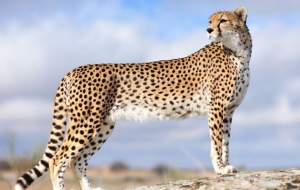 پلنگ‌های ایرانی در ارتفاعات گلستان  <img src="https://cdn.jahannews.com/images/video_icon.png" width="16" height="16" border="0" align="top">