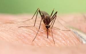 تبلیغات دروغین در مقابله با تب دنگی