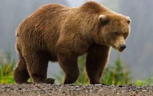 مشاهده خرس در سمنان +فیلم  <img src="https://cdn.jahannews.com/images/video_icon.png" width="16" height="16" border="0" align="top">