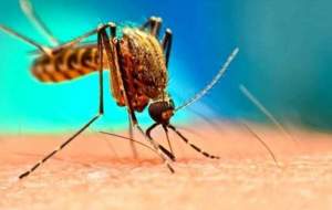 تاثیر مکمل‌های غذایی در پیشگیری از تب دنگی