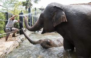 فیلم/ خنک کردن حیوانات باغ وحش  <img src="https://cdn.jahannews.com/images/video_icon.png" width="16" height="16" border="0" align="top">