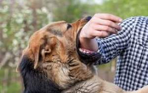 اگر دچار گازگرفتگی سگ شدیم چه کنیم؟  <img src="https://cdn.jahannews.com/images/video_icon.png" width="16" height="16" border="0" align="top">