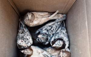 دستگیری عامل فروش پرندگان غیر مجاز