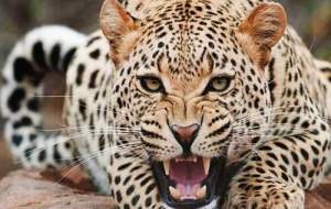 تصاویر جدید از پلنگ ایرانی  <img src="https://cdn.jahannews.com/images/video_icon.png" width="16" height="16" border="0" align="top">