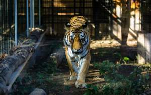 مرگ پیرترین ببر سیبری ایران در باغ وحش ارم