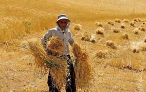 خوشه‌ طلا دادیم مس هم نگرفتیم