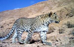 گشت پلنگ و ۳ توله‌اش در پارک گلستان  <img src="https://cdn.jahannews.com/images/video_icon.png" width="16" height="16" border="0" align="top">