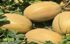 حال‌وهوای برداشت خربزه‌ در تایباد  <img src="https://cdn.jahannews.com/images/video_icon.png" width="16" height="16" border="0" align="top">