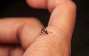 آخرین وضعیت شیوع تب دنگی در کشور