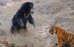 فیلم/ عاقبت حمله ببر به خرس تنبل  <img src="https://cdn.jahannews.com/images/video_icon.png" width="16" height="16" border="0" align="top">