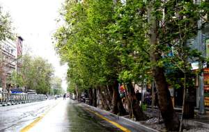 دلیل اصلی قطع دو درخت خیابان ولیعصر(عج)  <img src="https://cdn.jahannews.com/images/video_icon.png" width="16" height="16" border="0" align="top">