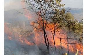 درگیری و قتل جنگل‌های خرم‌آباد را به آتش کشید