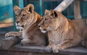 حیوانات باغ وحش اصفهان گرمازده شدند  <img src="https://cdn.jahannews.com/images/video_icon.png" width="16" height="16" border="0" align="top">