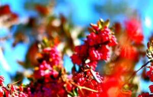 معجزه دمنوش زرشک در روزهای گرم تابستان