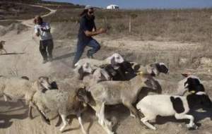 صهیونیست‌ها به گوسفندها هم رحم نکردند