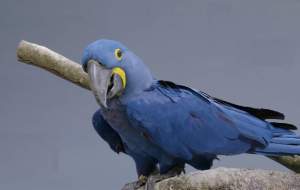 فیلم/ بزرگترین طوطی دنیا  