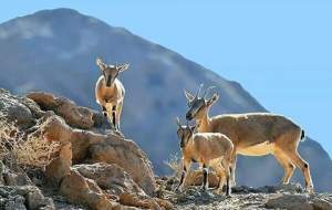 لحظات زیبایی از حیات وحش در سوادکوه  