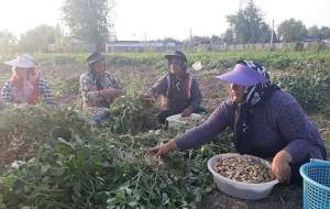 گلایه کشاورزان از واردات بادام زمینی‌