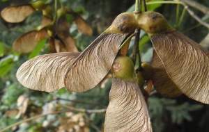 لحظه‌ی افتادن میوه‌های درخت سامارا  