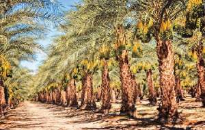 چرا جنوبی‌ها معتقدند قطع سر نخل، قتل است؟!