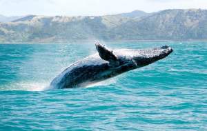 دیده‌شدن نهنگ گوژپشت کمیاب در کیش  <img src="https://cdn.jahannews.com/images/video_icon.png" width="16" height="16" border="0" align="top">