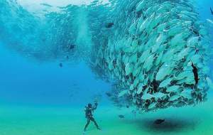 فرق امریکایی‌ها و چینی‌ها در باره شنای ماهی‌ها