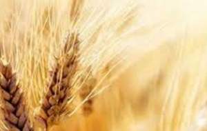 قیمت واقعی گندم مشخص شد