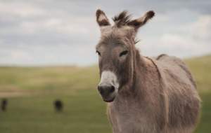 فیلم لحظه سقوط وحشتناک الاغ از کوه  <img src="https://cdn.jahannews.com/images/video_icon.png" width="16" height="16" border="0" align="top">