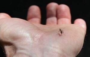 آخرین وضعیت تب دنگی در کشور