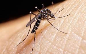 شناسایی ۱۸۴ مبتلا به تب دنگی