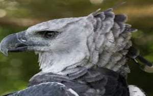 فیلم/ هارپی بزرگ‌ترین عقاب جهان  