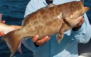 ۱۴ ماهی داخل شکم یک ماهی!  <img src="https://cdn.jahannews.com/images/video_icon.png" width="16" height="16" border="0" align="top">