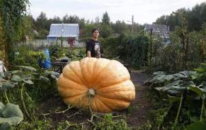 پرورش کدو تنبل ۸۰۰ کیلوگرمی! +فیلم  <img src="https://cdn.jahannews.com/images/video_icon.png" width="16" height="16" border="0" align="top">