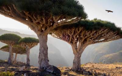 شگفتی‌های درمانی درخت خون اژد‌ها  